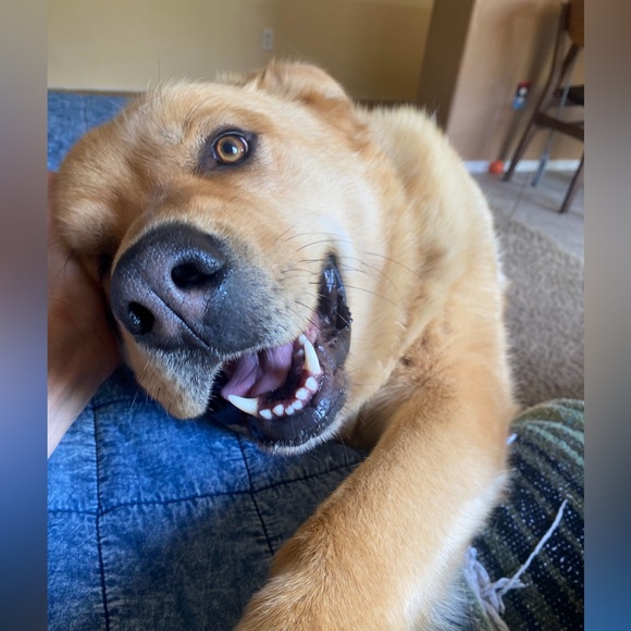 ❤️ OUR SHIP TIMES‼️ PLEASE NOTE‼️❤️ - Picture 16 of 16